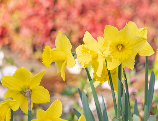 しぼりたて生酒の大吟醸